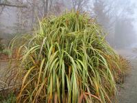 Ozdobnice čínská 'Cabaret' (Miscanthus sinensis)