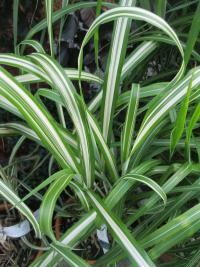 Ozdobnice čínská 'Cabaret' (Miscanthus sinensis)