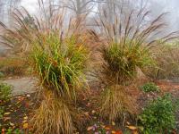 Ozdobnice čínská 'Pünktchen' (Miscanthus sinensis)