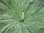 Borovice těžká (Pinus ponderosa)