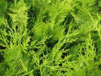 Cypřišek Lawsonův 'Ivonne' (Chamaecyparis lawsoniana)