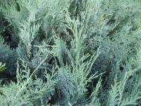Cypřišek Lawsonův 'Van Peltes Blue' (Chamaecyparis lawsoniana)