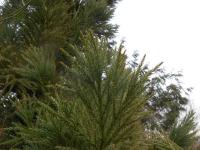 Kryptomerie japonská (Cryptomeria japonica)