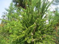 Kryptomérie japonská 'Buckiscope' (Cryptomeria japonica)