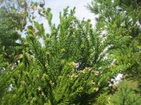 Kryptomérie japonská 'Buckiscope' (Cryptomeria japonica)