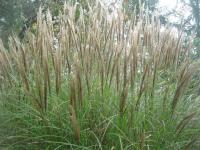 Ozdobnice čínská 'Silberspinne' (Miscanthus sinensis)