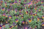 Violka rohatá (Viola cornuta)