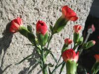 Karafiát zahradní (Dianthus caryophyllus)
