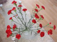 Karafiát zahradní (Dianthus caryophyllus)