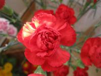 Karafiát zahradní (Dianthus caryophyllus)