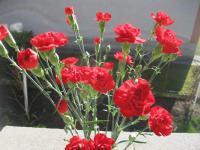 Karafiát zahradní (Dianthus caryophyllus)