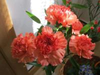 Karafiát zahradní (Dianthus caryophyllus)