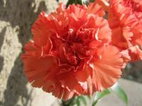 Karafiát zahradní (Dianthus caryophyllus)