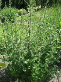 Pelyněk černobýl (Artemisia vulgaris)