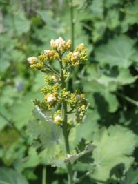 Makleja srdčitá (Macleaya cordata)