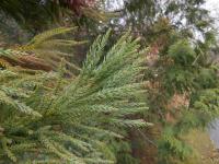 Kryptomerie japonská (Cryptomeria japonica)