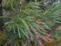 Kryptomerie japonská (Cryptomeria japonica)