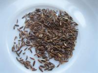 Mléč rolní (Sonchus arvensis)