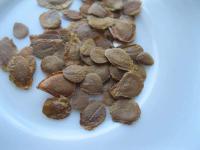 Lilie cibulkonosná (Lilium bulbiferum)