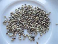 Bér přeslenitý (Setaria verticillata)