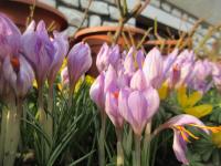 Šafrán jarní (Crocus vernus)