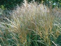 Ozdobnice čínská 'Adagio' (Miscanthus sinensis)