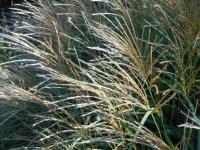 Ozdobnice čínská 'Adagio' (Miscanthus sinensis)