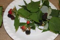 Ostružiník ojíněný Bristol (Rubus occidentalis)