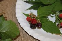 Ostružiník ojíněný Bristol (Rubus occidentalis)