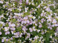 Huseník kavkazský Rubín (Arabis caucasica)