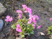 Prvosenka růžová (Primula rosea)