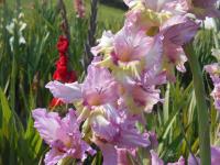 Gladiolus - mečík Krašnajs Mantojums