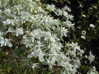 Pryšec vroubený Icicle (Euphorbia marginata)