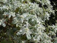 Pryšec vroubený Icicle (Euphorbia marginata)