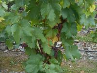 Réva vinná 'Festivalnyj' (Vitis vinifera)