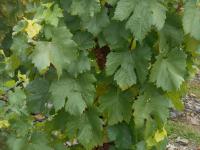 Réva vinná 'Festivalnyj' (Vitis vinifera)