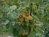 Réva vinná 'Královna vinic' (Vitis vinifera)