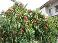 Broskvoň obecná 'Redhaven' (Prunus persica)