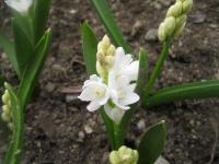 Puškinie ladoňkovitá Alba (Puschkinia scilloides)