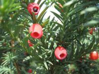 Tis červený 'Schwarzgrün' (Taxus baccata)