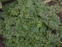 Kakost hnědočervený 'Samobor' (Geranium phaeum)