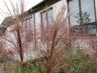 Ozdobnice čínská 'Zebrinus' (Miscanthus sinensis)