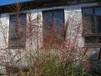 Ozdobnice čínská 'Zebrinus' (Miscanthus sinensis)