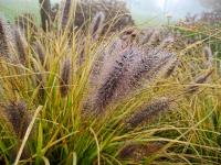 Dochan psárkovitý 'Red Head' (Pennisetum alopecuroides)