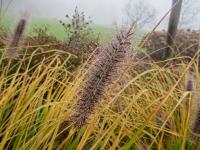 Dochan psárkovitý 'Red Head' (Pennisetum alopecuroides)