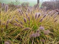 Dochan psárkovitý 'Red Head' (Pennisetum alopecuroides)