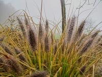 Dochan psárkovitý 'Red Head' (Pennisetum alopecuroides)