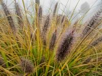 Dochan psárkovitý 'Red Head' (Pennisetum alopecuroides)