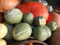 Tykev fíkolistá 'Siam' (Cucurbita ficifolia)