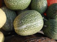 Tykev fíkolistá 'Siam' (Cucurbita ficifolia)